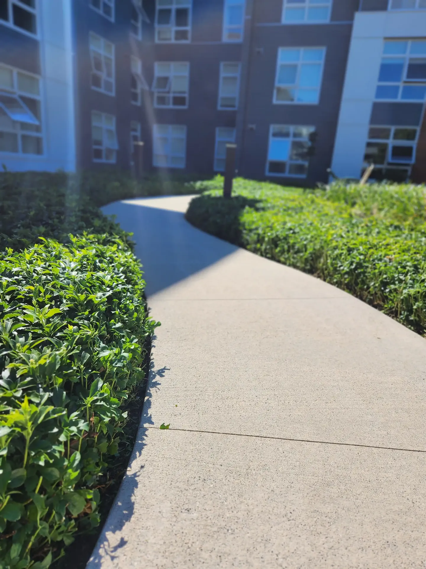 Planted grounds at a maintained strata property