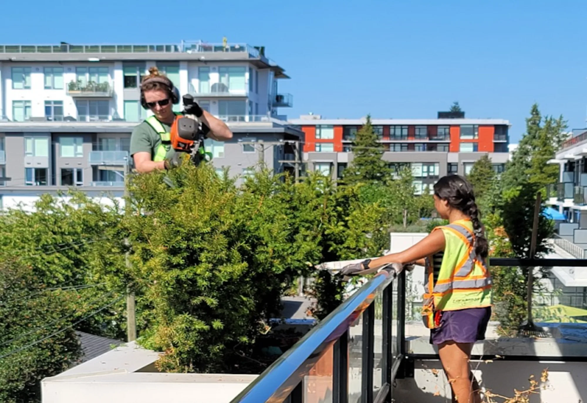 fall protection work on strata high rise in vancouver. hedge pruning with safety