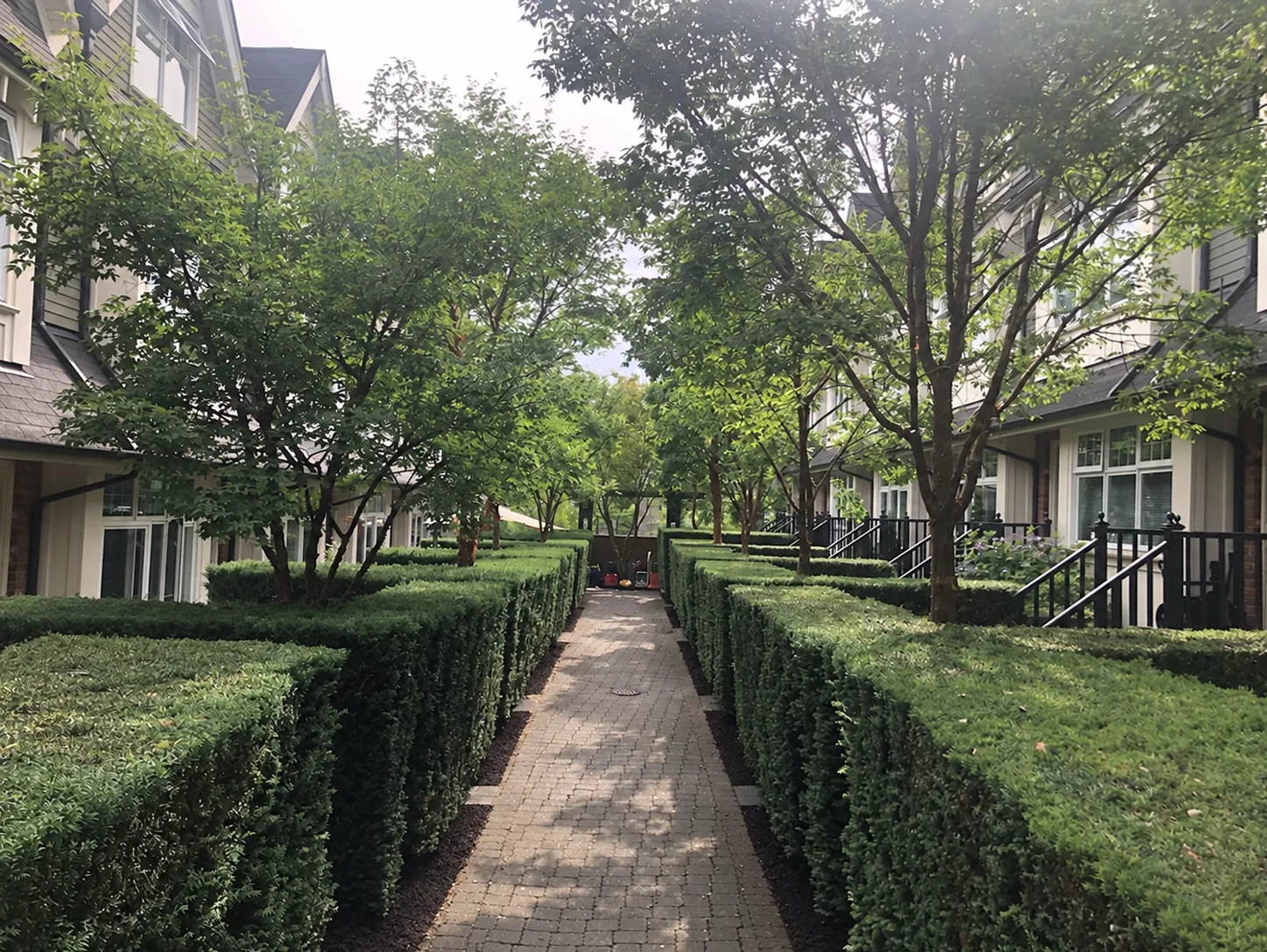 Clipped hedges lining a walkway between strata townhouses