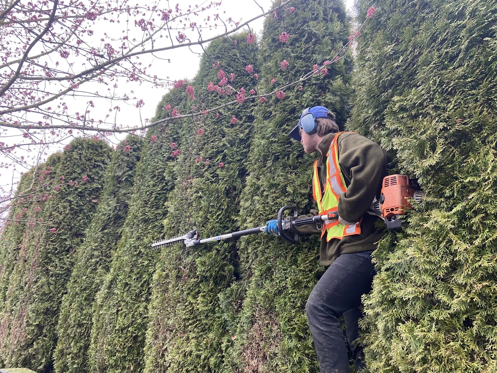 Tandem crew member pruning a tall cedar hedge