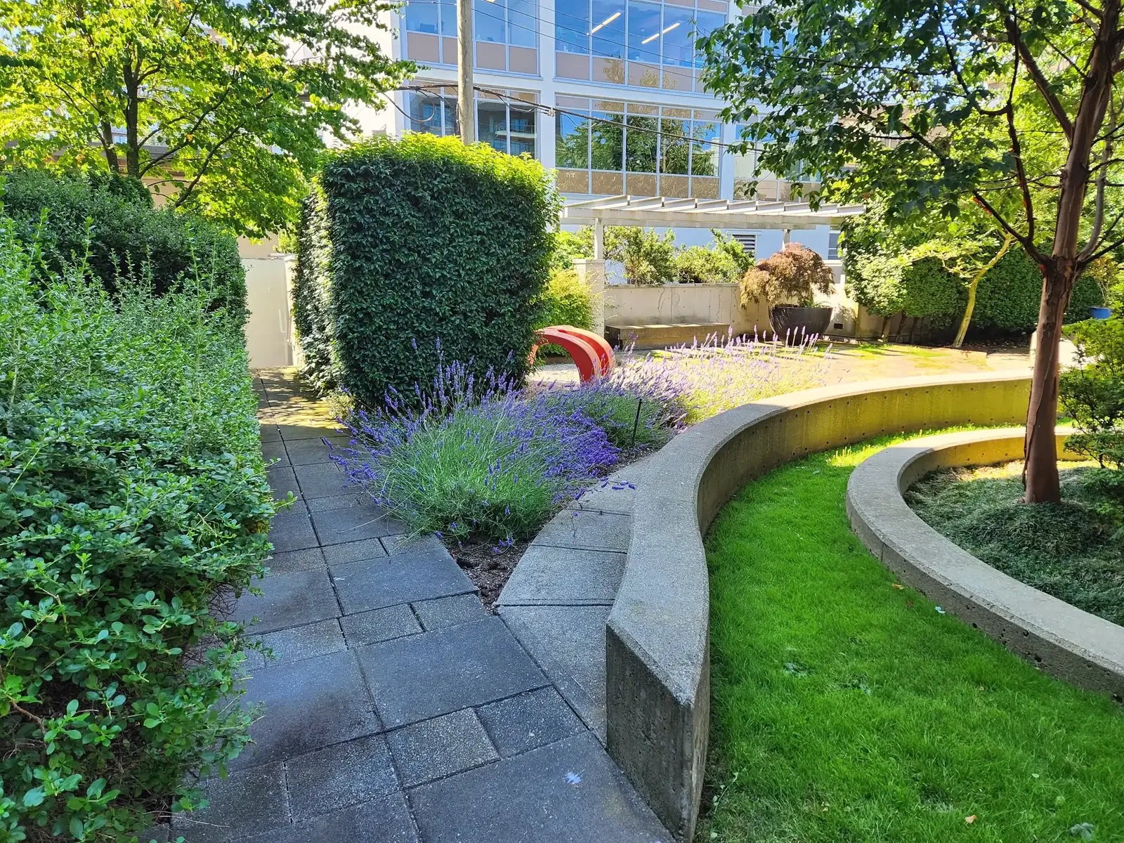 Lavender beds and curved lawn at a commercial courtyard
