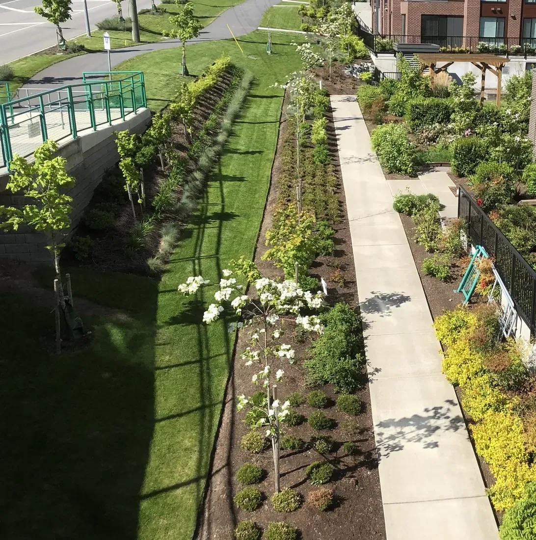 Planted beds and flowering trees along a strata walkway in Langley