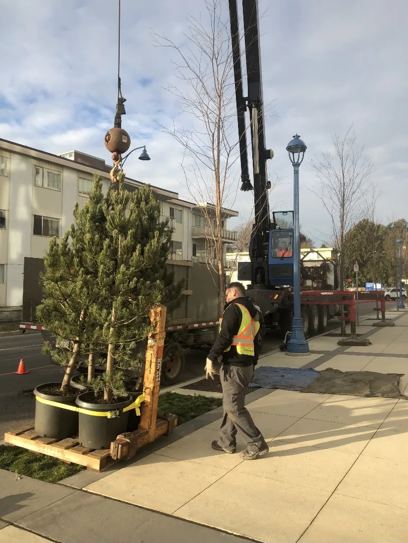 Crane lifting a new tree into place at a property in Richmond