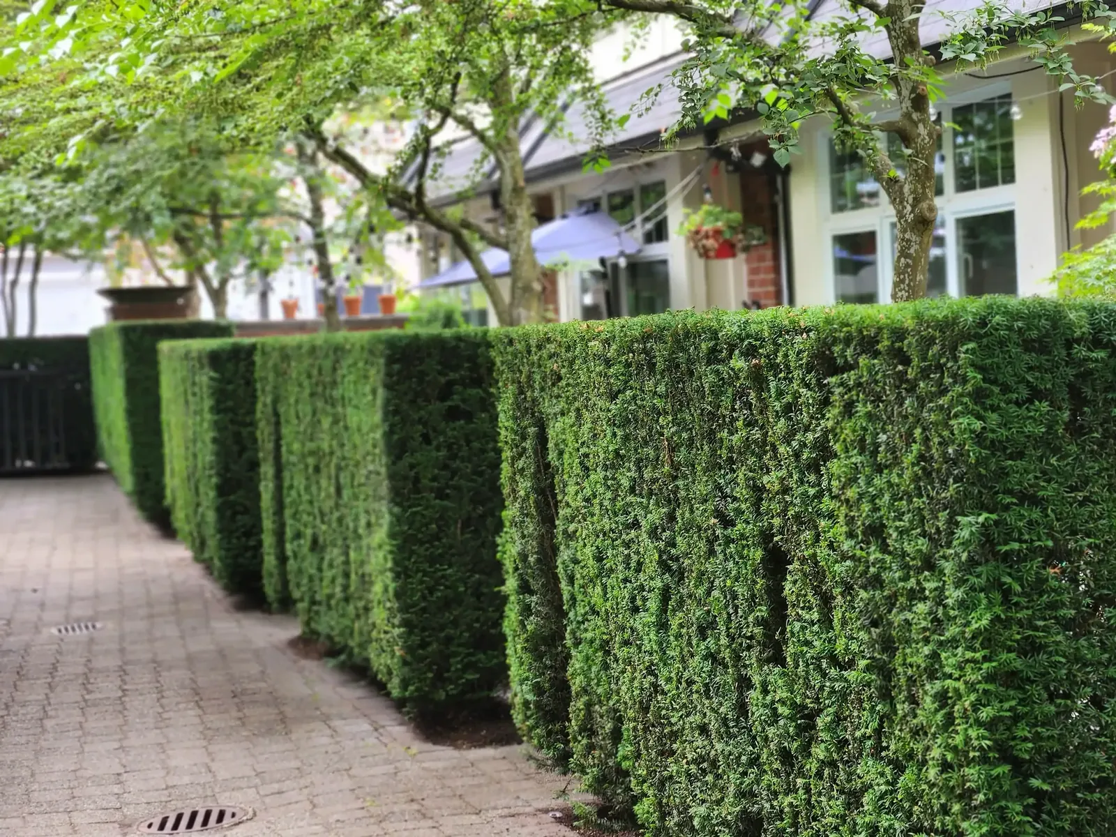 Trimmed hedges lining a paved strata walkway