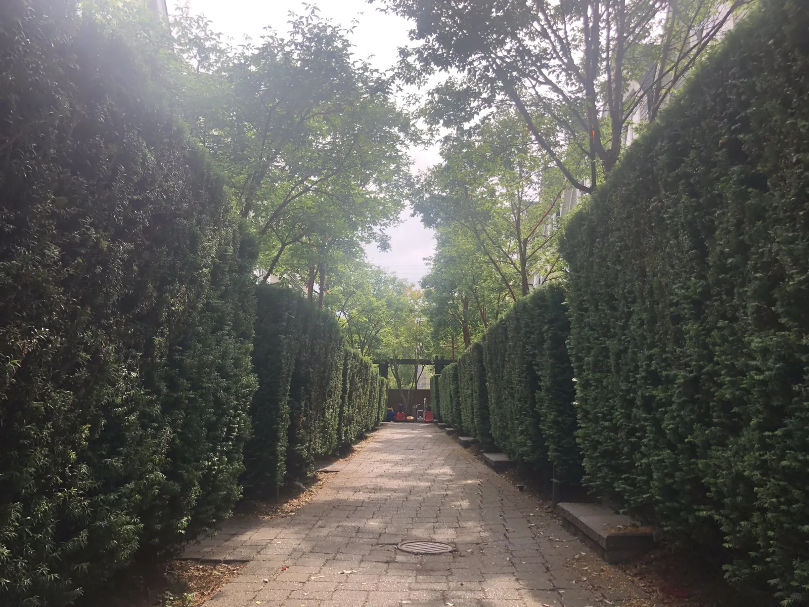 Tall clipped yew hedges along a strata courtyard walkway